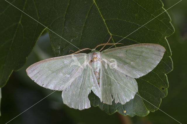 Large Emerald (Geometra papilionaria)