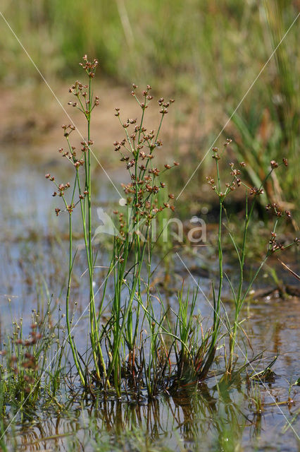 Jointed Rush (Juncus articulatus)