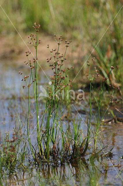 Zomprus (Juncus articulatus)