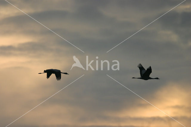 Zuidelijke kroonkraanvogel