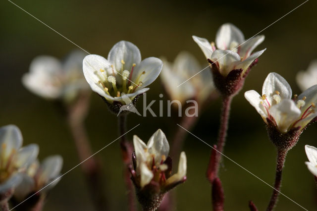 Purple Saxifrage (Saxifraga oppositifolia)