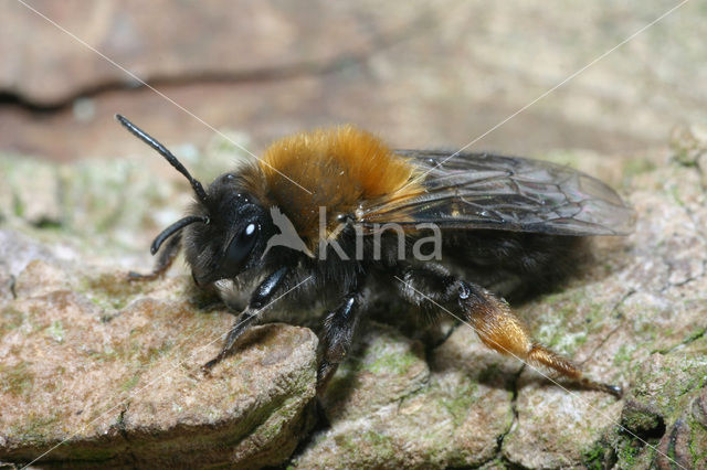 Clark’s mining bee (Andrena clarkella)