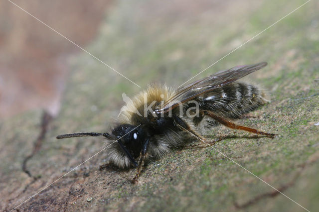 Zwart-rosse zandbij (Andrena clarkella)