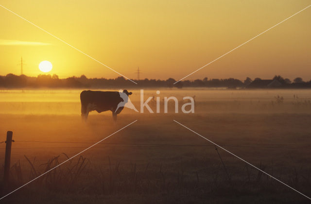 Mottled Cow (Bos domesticus)