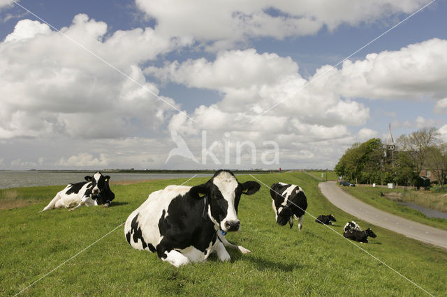 Mottled Cow (Bos domesticus)