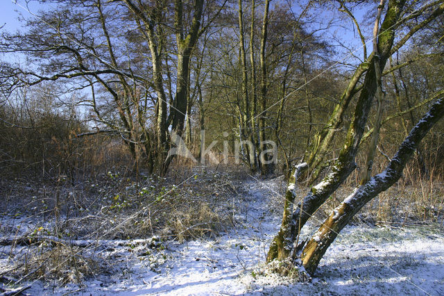 Zwarte els (Alnus glutinosa)