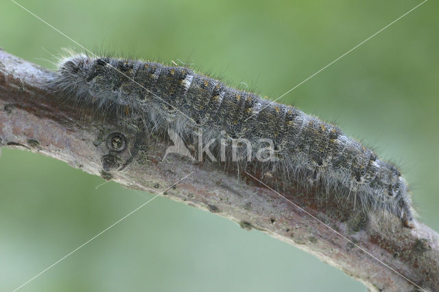 Zwarte herfstspinner (Poecilocampa populi)