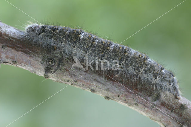 December Moth (Poecilocampa populi)