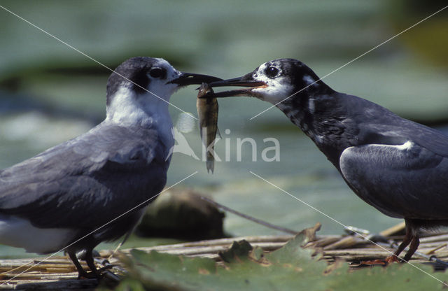 Zwarte Stern (Chlidonias niger)