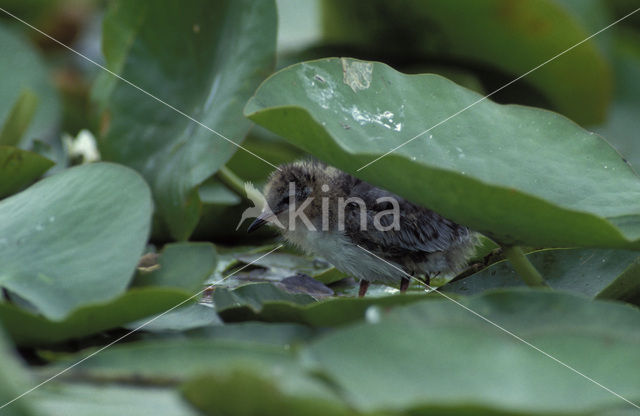 Zwarte Stern (Chlidonias niger)