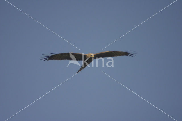 Black Kite (Milvus migrans)