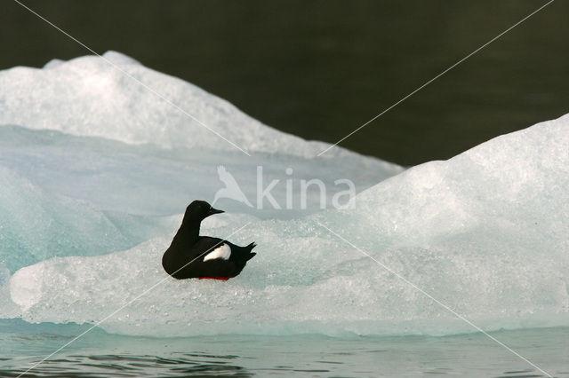 Black Guillemot