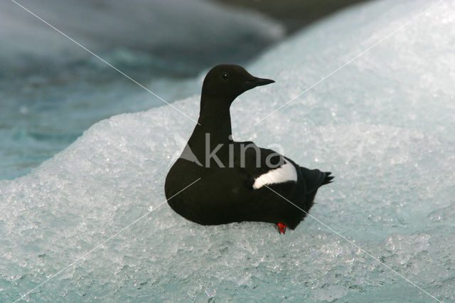 Black Guillemot