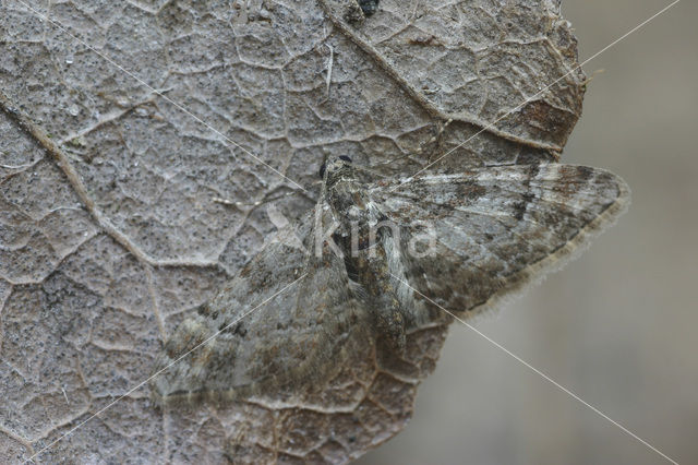 Zwartkamdwergspanner (Gymnoscelis rufifasciata)