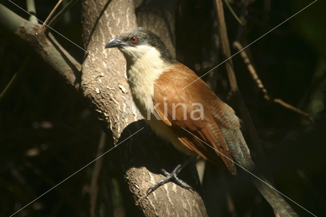 Zwartnekspoorkoekoek (Centropus senegalensis)