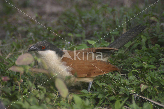 Zwartnekspoorkoekoek (Centropus senegalensis)