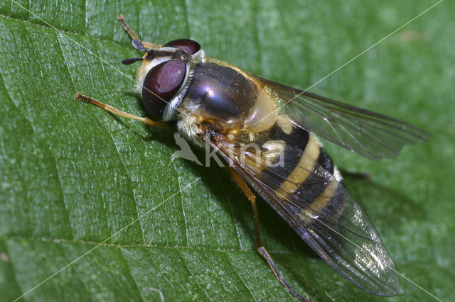Zwartsprietbandzwever (Epistrophe grossulariae)