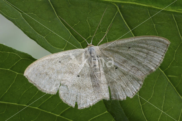 Sub-angled Wave (Scopula nigropunctata)