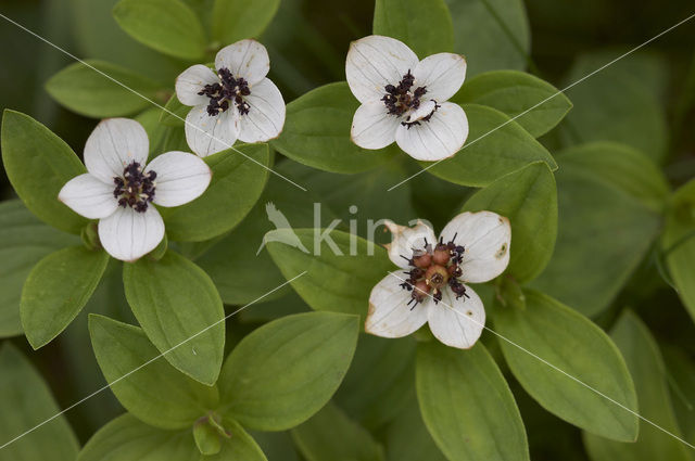 Zweedse kornoelje (Cornus suecica)