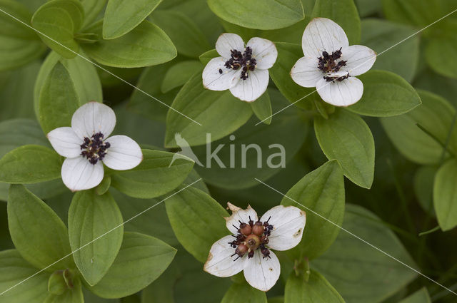 Zweedse kornoelje (Cornus suecica)