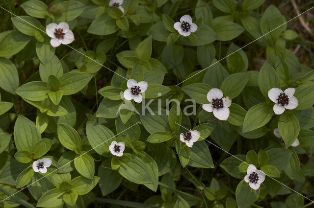 Dwarf Cornel (Cornus suecica)