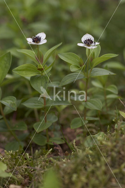 Zweedse kornoelje (Cornus suecica)