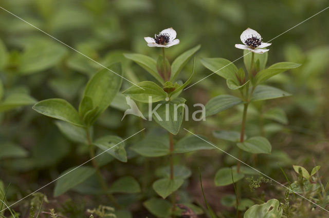 Dwarf Cornel (Cornus suecica)