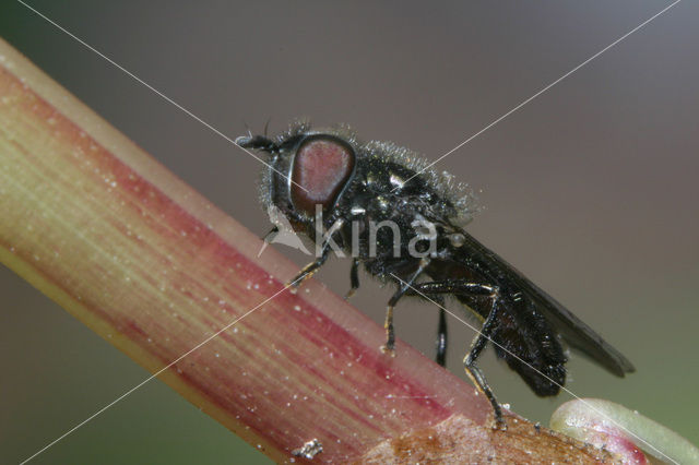 Fly