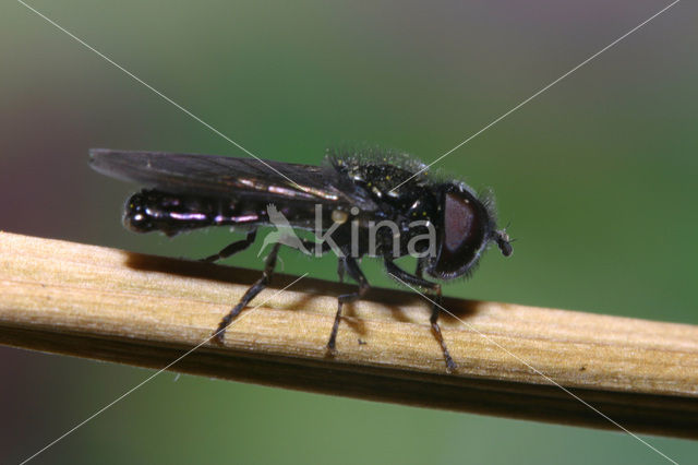 Fly (Neocnemodon pubescens)