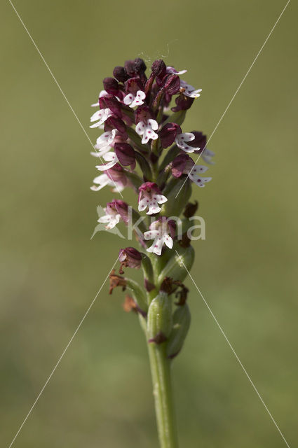 Aangebrande orchis (Neotinea ustulata)