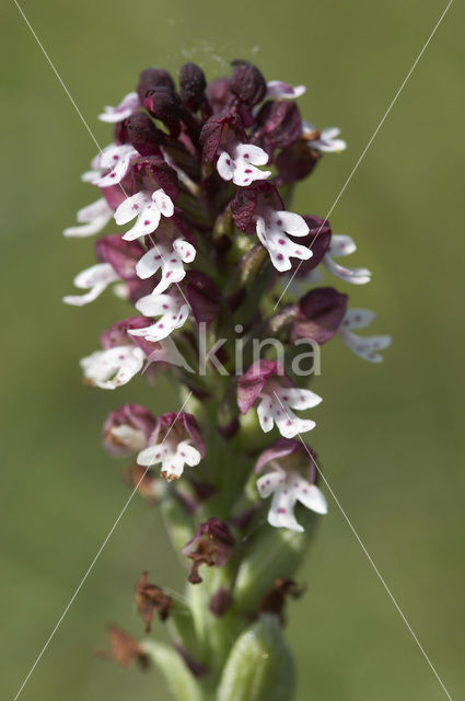 Aangebrande orchis (Neotinea ustulata)