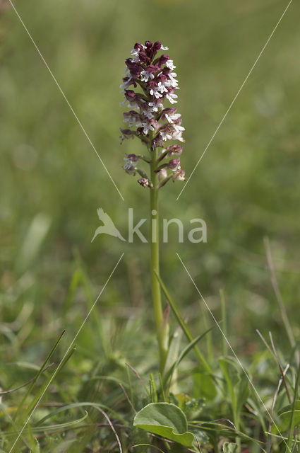 Aangebrande orchis (Neotinea ustulata)