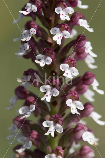 Aangebrande orchis (Neotinea ustulata)