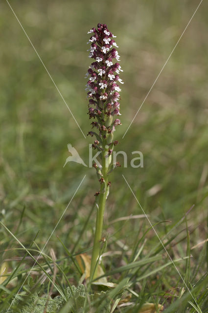 Aangebrande orchis (Neotinea ustulata)