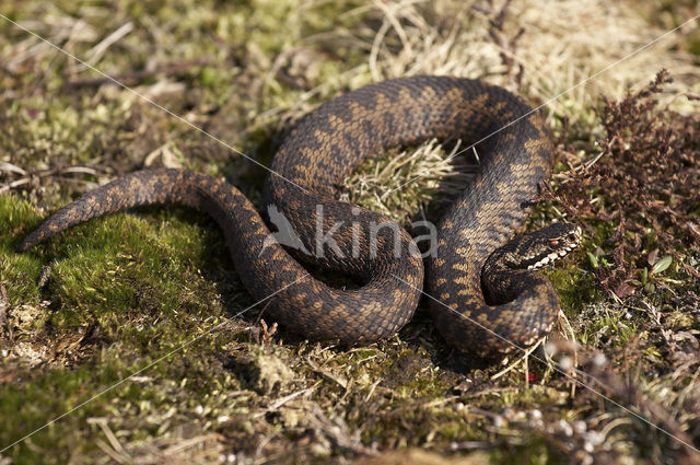 Common Viper (Vipera berus)