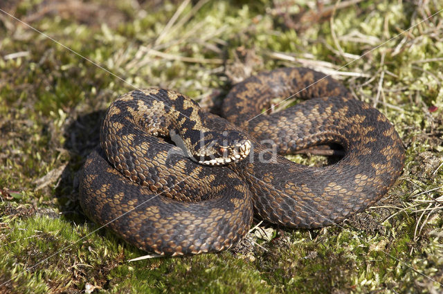 Common Viper (Vipera berus)