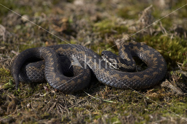 Adder (Vipera berus)