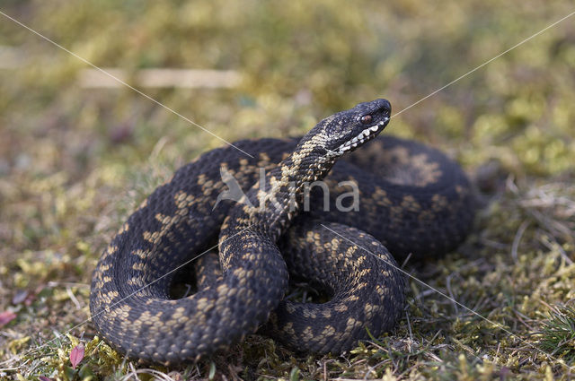 Adder (Vipera berus)