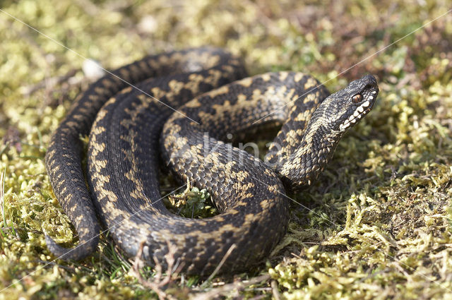 Common Viper (Vipera berus)