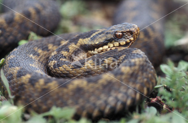 Common Viper (Vipera berus)