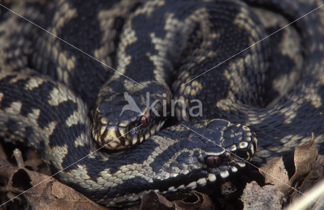 Common Viper (Vipera berus)