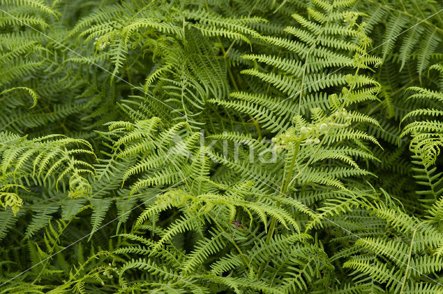 Adelaarsvaren (Pteridium aquilinum)