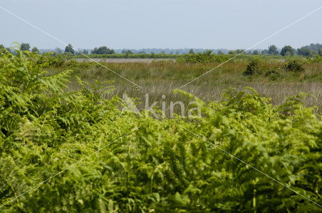 Western brackenfern (Pteridium aquilinum)