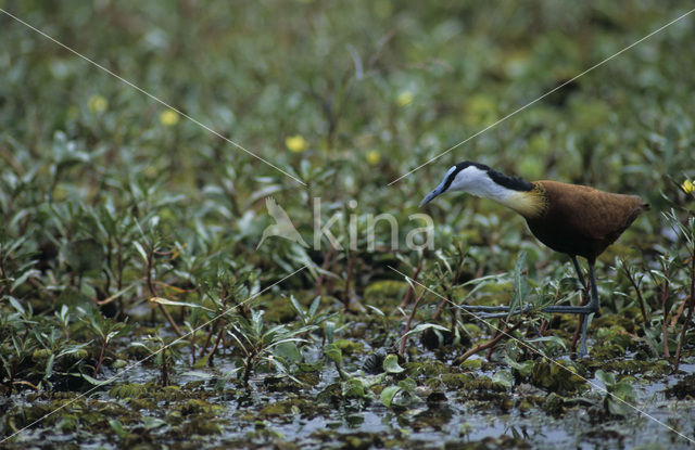 African jacana (Actophilornis africanus)