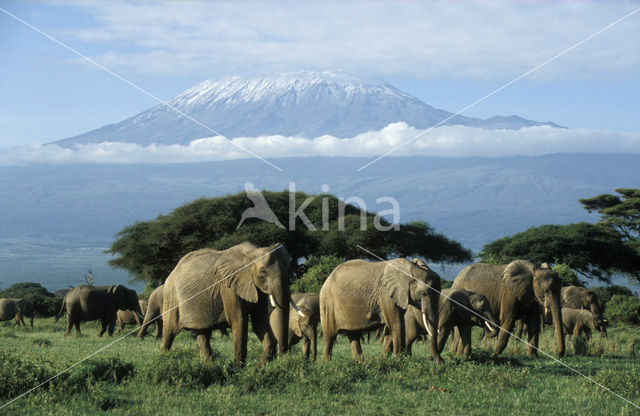 Afrikaanse olifant (Loxodonta africana)