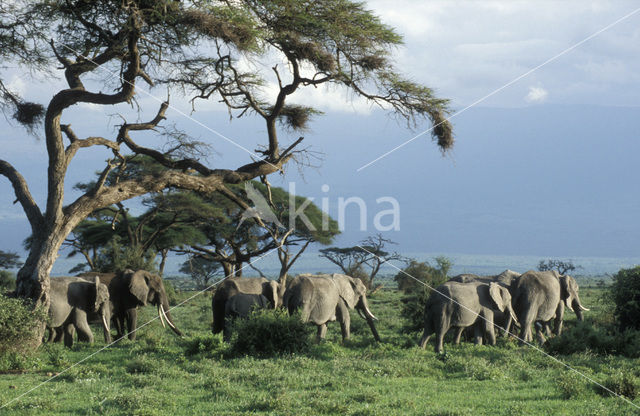 African elephant (Loxodonta africana)