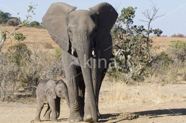 African elephant (Loxodonta africana)