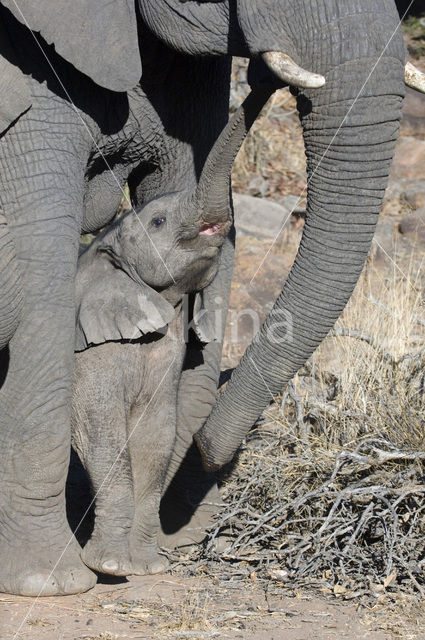 Afrikaanse olifant (Loxodonta africana)