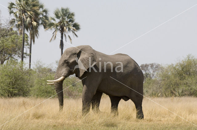 African elephant (Loxodonta africana)