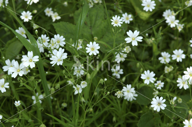 Akkerhoornbloem (Cerastium arvense)